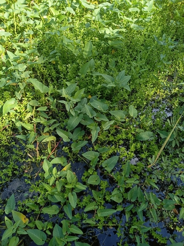 Ipomoea aquatica observed 2026-10-27