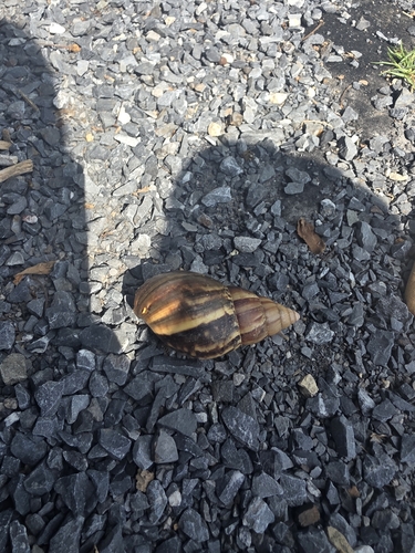 Achatina fulica observed 2026-10-27