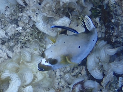 Arothron nigropunctatus observed 2026-10-26