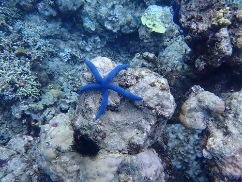 Linckia laevigata observed 2026-10-26