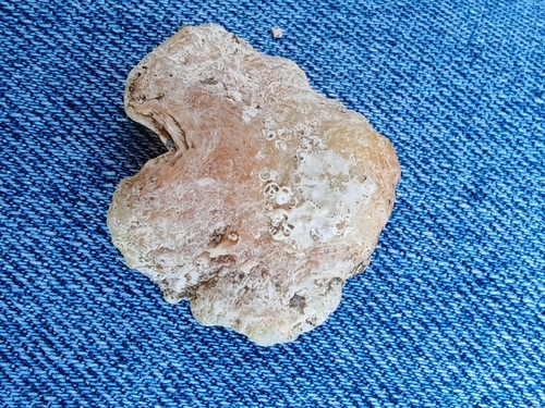 Anomia ephippium observed 2026-10-27