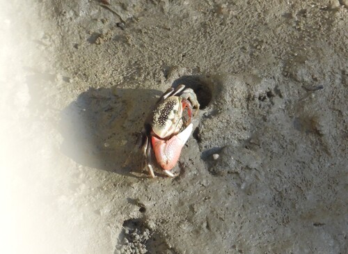 Tubuca arcuata observed 2026-10-26