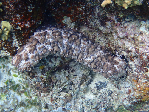 Bohadschia observed 2026-10-26