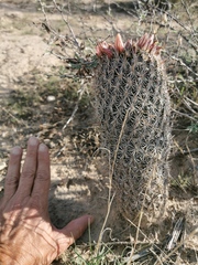 Coryphantha potosiana