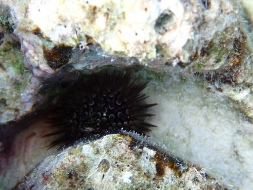 Echinometra mathaei observed 2026-10-26