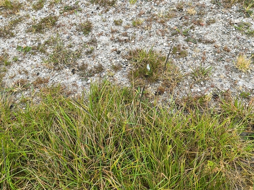 Sporobolus indicus observed 2026-10-26