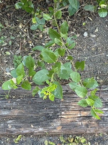 Volkameria inermis observed 2026-10-27