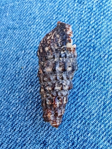 Cerithium observed 2026-10-27