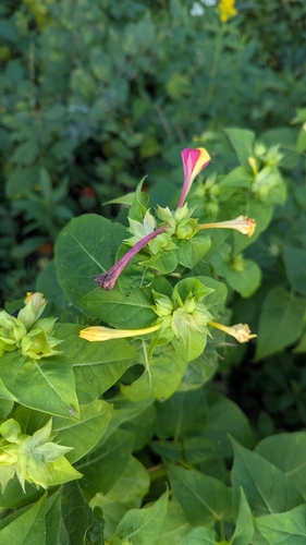 Mirabilis jalapa observed 2026-10-27