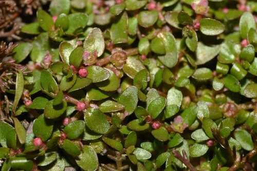 Elatine gratioloides, 2026-09-16