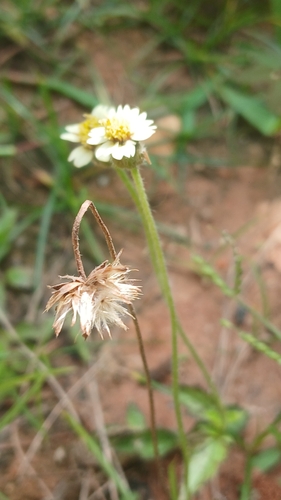 Tridax procumbens observed 2026-10-27