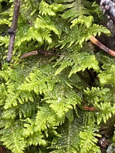 Ptilium crista-castrensis observed 2026-10-25