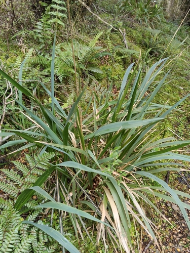 Ehrharta diplax observed 2026-10-27