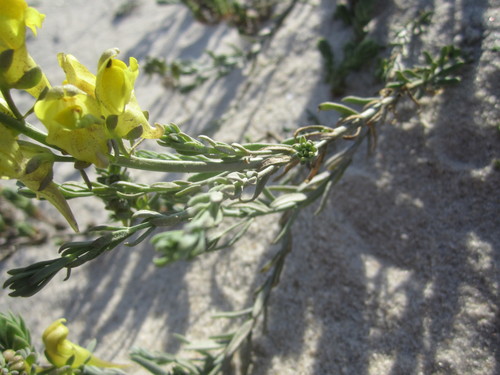 Linaria polygalifolia