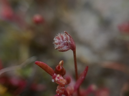 Aphelia gracilis (Aphelia gracilis)