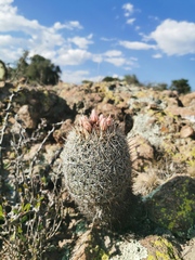 Coryphantha potosiana
