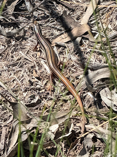 Ctenotus taeniolatus, 2026-10-27