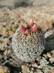 Coryphantha potosiana