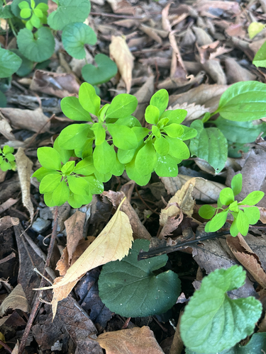 Euphorbia peplus observed 2026-10-27