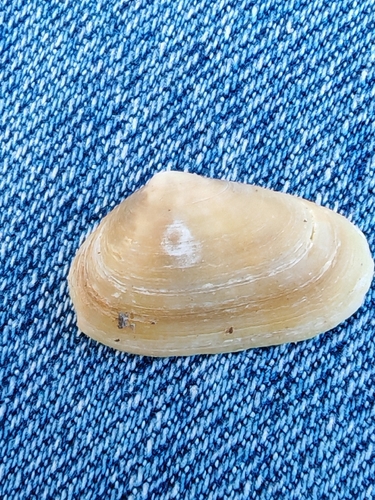 Donacilla cornea, 2026-10-27