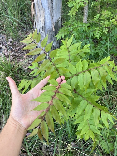 Pistacia chinensis observed 2026-10-27