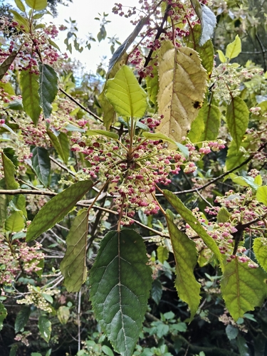 Aristotelia serrata observed 2026-10-27