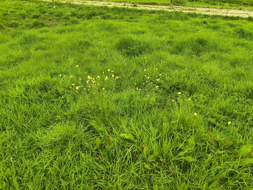 Ranunculus acris observed 2026-10-26