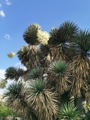 Yucca decipiens