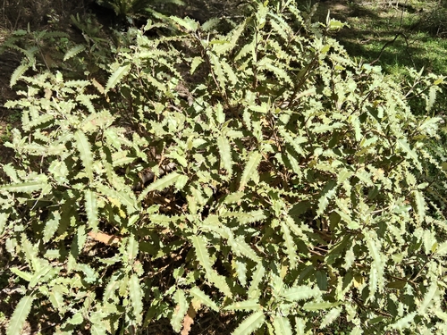 Olearia ilicifolia observed 2026-10-27