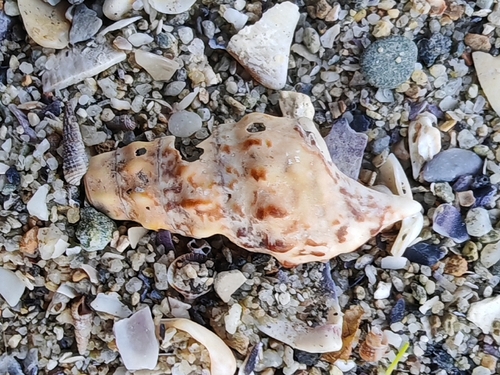 Cerithium observed 2026-10-27