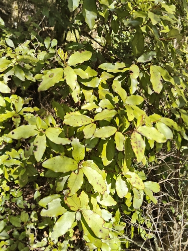 Pseudowintera colorata observed 2026-10-27