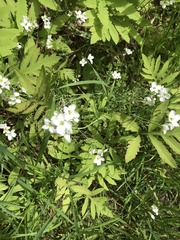 Moehringia lateriflora