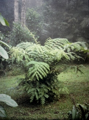 Cyathea rebeccae