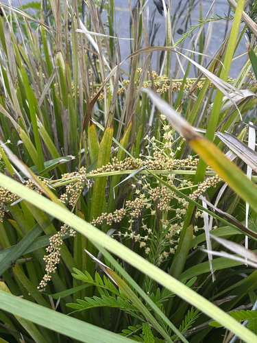 Lomandra longifolia observed 2026-10-27