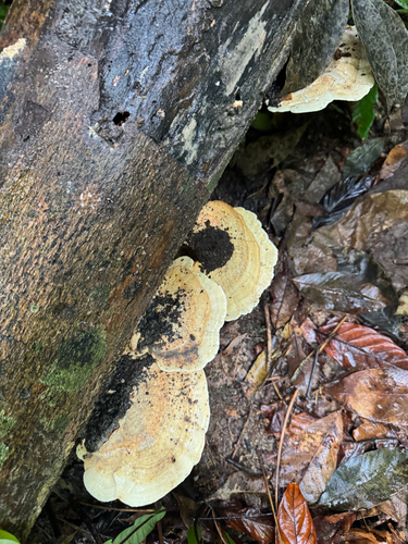 Trametes elegans observed 2026-10-27