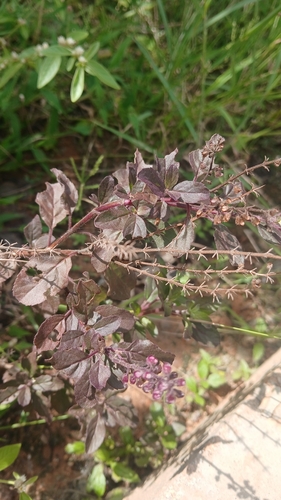 Ocimum tenuiflorum observed 2026-10-27