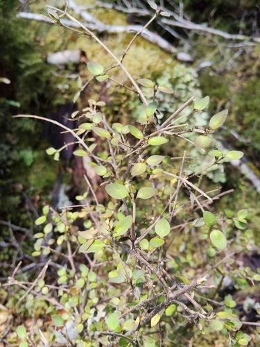 Coprosma rhamnoides observed 2026-10-27