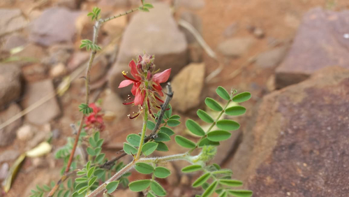 Indigofera observed 2026-10-27