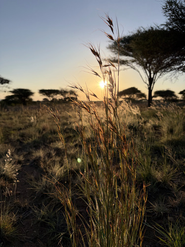 Themeda triandra observed 2026-10-26
