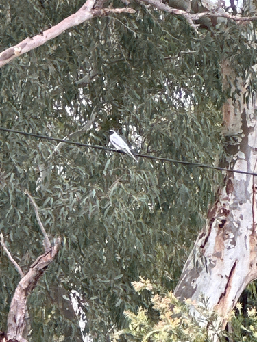 Coracina observed 2026-10-27