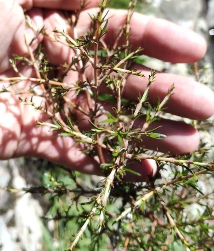 Coprosma observed 2026-10-27