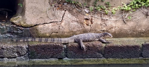 Varanus salvator observed 2026-10-27
