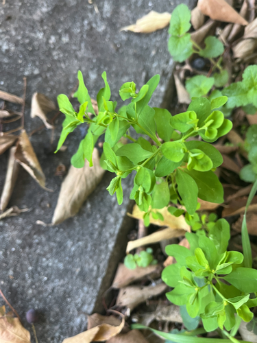 Euphorbia peplus observed 2026-10-27
