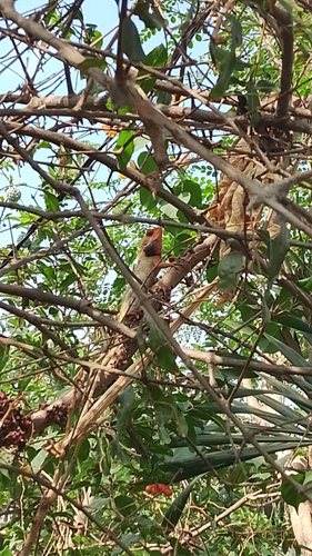 Calotes versicolor observed 2026-10-27