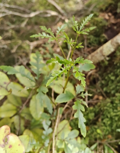 Raukaua simplex observed 2026-10-27