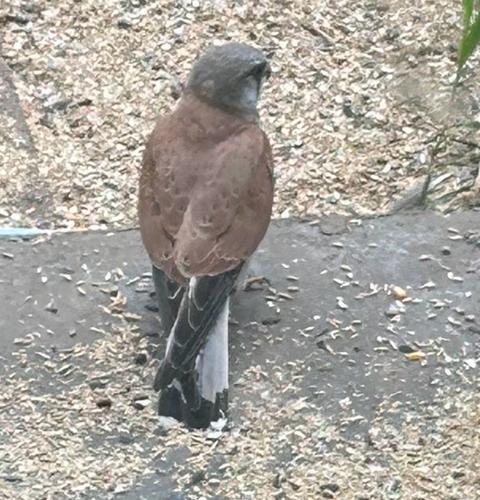 Falco cenchroides observed 2026-10-27