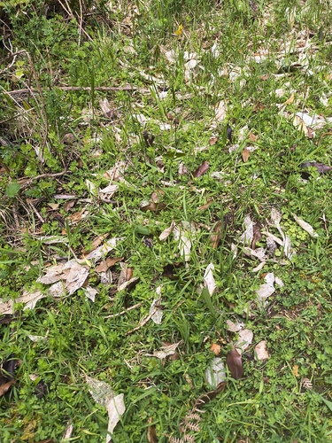 Anthoxanthum odoratum observed 2026-10-27