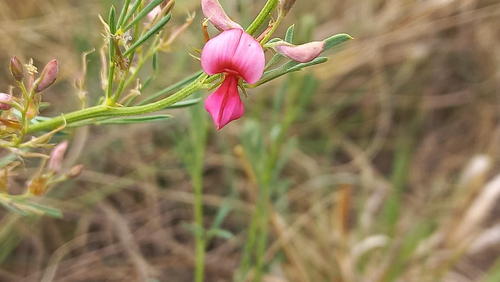 Indigofera observed 2026-10-27