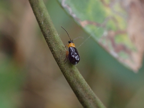 Monolepta observed 2026-10-27
