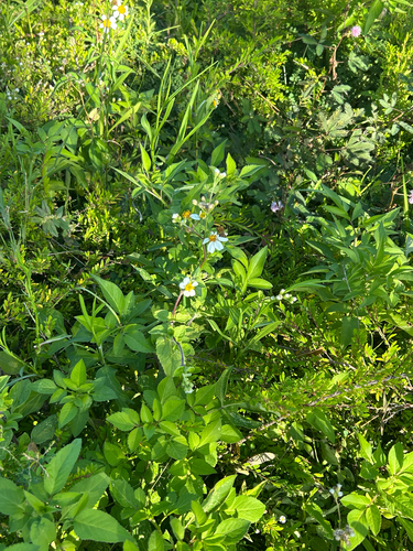 Bidens pilosa observed 2026-10-27